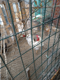 Gallo da riproduzione