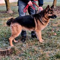 Fede pastore tedesco