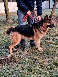 Fede pastore tedesco