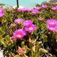 carpobrotus detto unghie di strega 
