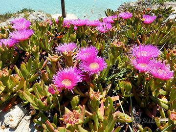 carpobrotus detto unghie di strega 