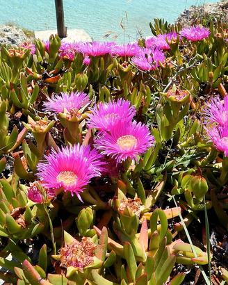 carpobrotus detto unghie di strega 
