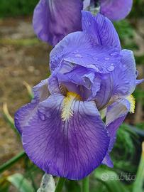 Rizomi Iris Germanica