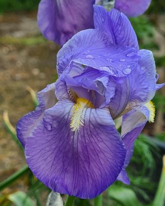 Rizomi Iris Germanica