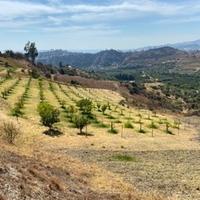 Terreno agricolo con fabbricati