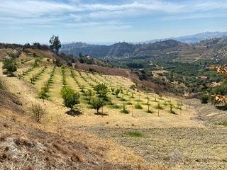 Terreno agricolo con fabbricati