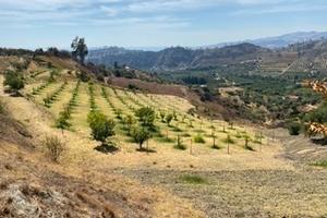 Terreno agricolo con fabbricati