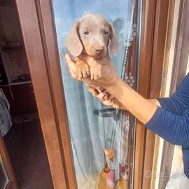 Cuccioli di bassotto Isabell 