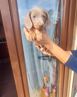 Cuccioli di bassotto Isabell 