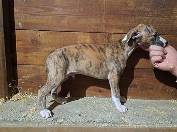 Whippet cuccioli con Pedigree