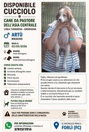 Ultimi Cuccioli Pastore Asia Centrale