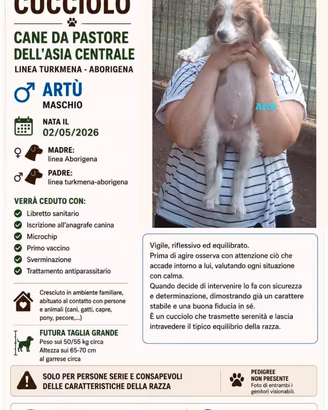 Ultimi Cuccioli Pastore Asia Centrale