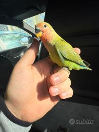 Pappagallo inseparabile pullo svezzato