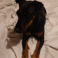 Regalasi cagnolina di 3 anni 6 kg