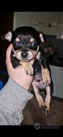 Disponibile ultimo cucciolo nero di Chipin