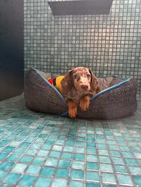 Cucciolo di 6 mesi di bassotto Arlecchino Mini