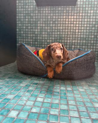 Cucciolo di 6 mesi di bassotto Arlecchino Mini