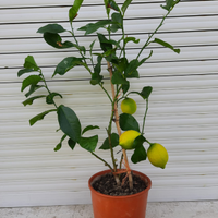 Piantini limone