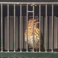 Tordo bottacci e merli in canto