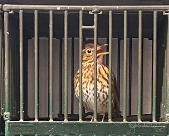 Tordo bottacci e merli in canto