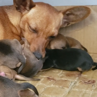 Pinscher minuscoli per info al 334 98 74467