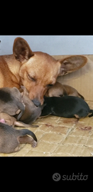 Pinscher minuscoli per info al 334 98 74467