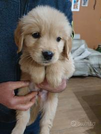 Disponibili cuccioli Golden retriever 