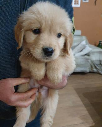 Disponibili cuccioli Golden retriever 
