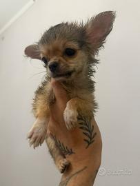 Chihuahua a pelo lungo