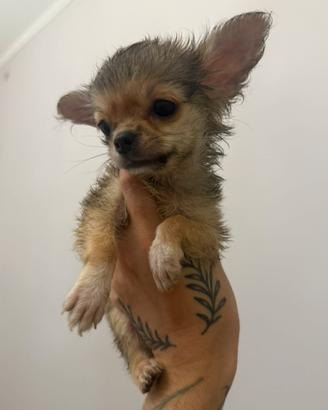 Chihuahua a pelo lungo