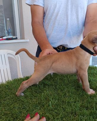 American pit bull terrier maschio fawn con mascher