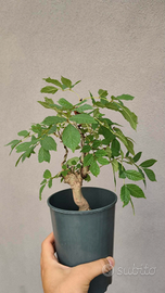 Bonsai frassino su roccia