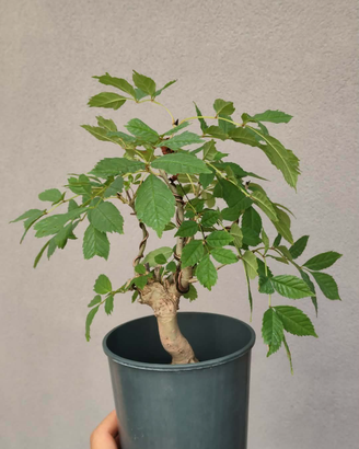 Bonsai frassino su roccia