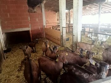 Capra camosciata