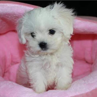 Cuccioli di maltese toy