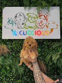 Barboncino Toy e Mini Toy