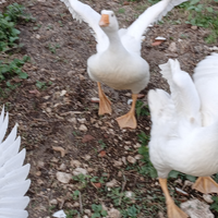 Oca di razza francese