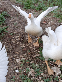 Oca di razza francese