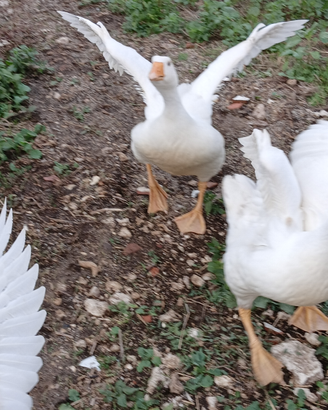 Oca di razza francese