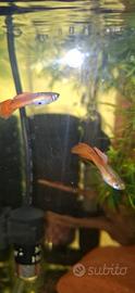 Pesci guppy