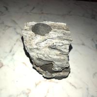 Legno fossile con funghi