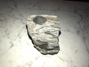 Legno fossile con funghi