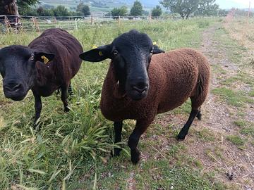 Montone jura