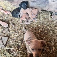 Cuccioli meticci