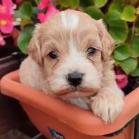Maltipoo
