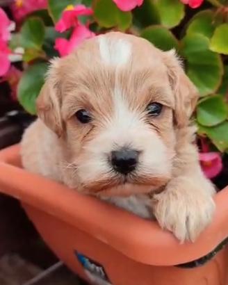 Maltipoo