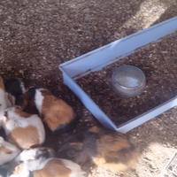 Porcellini d'india cavie peruviane