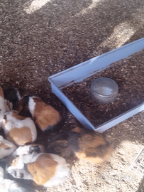 Porcellini d'india cavie peruviane