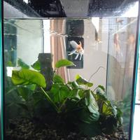 Acquario 50 l con pesci oranda