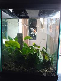 Acquario 50 l con pesci oranda